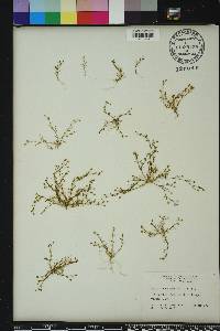 Sagina decumbens image