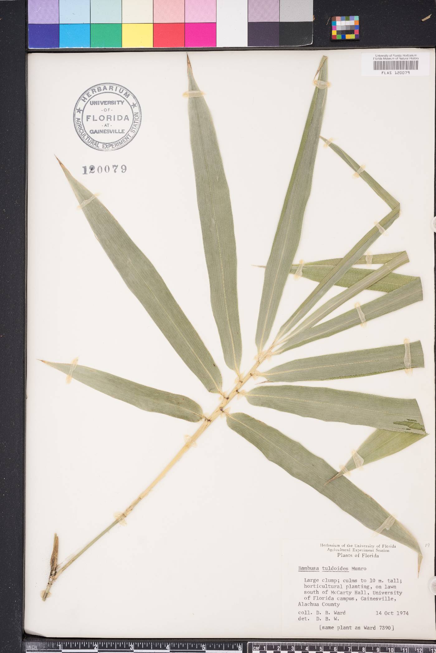 Bambusa tuldoides image