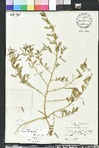 Indigofera pilosa image