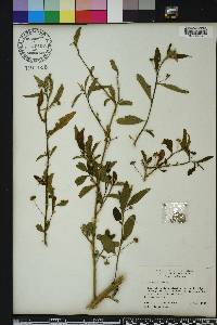 Sida rhombifolia image