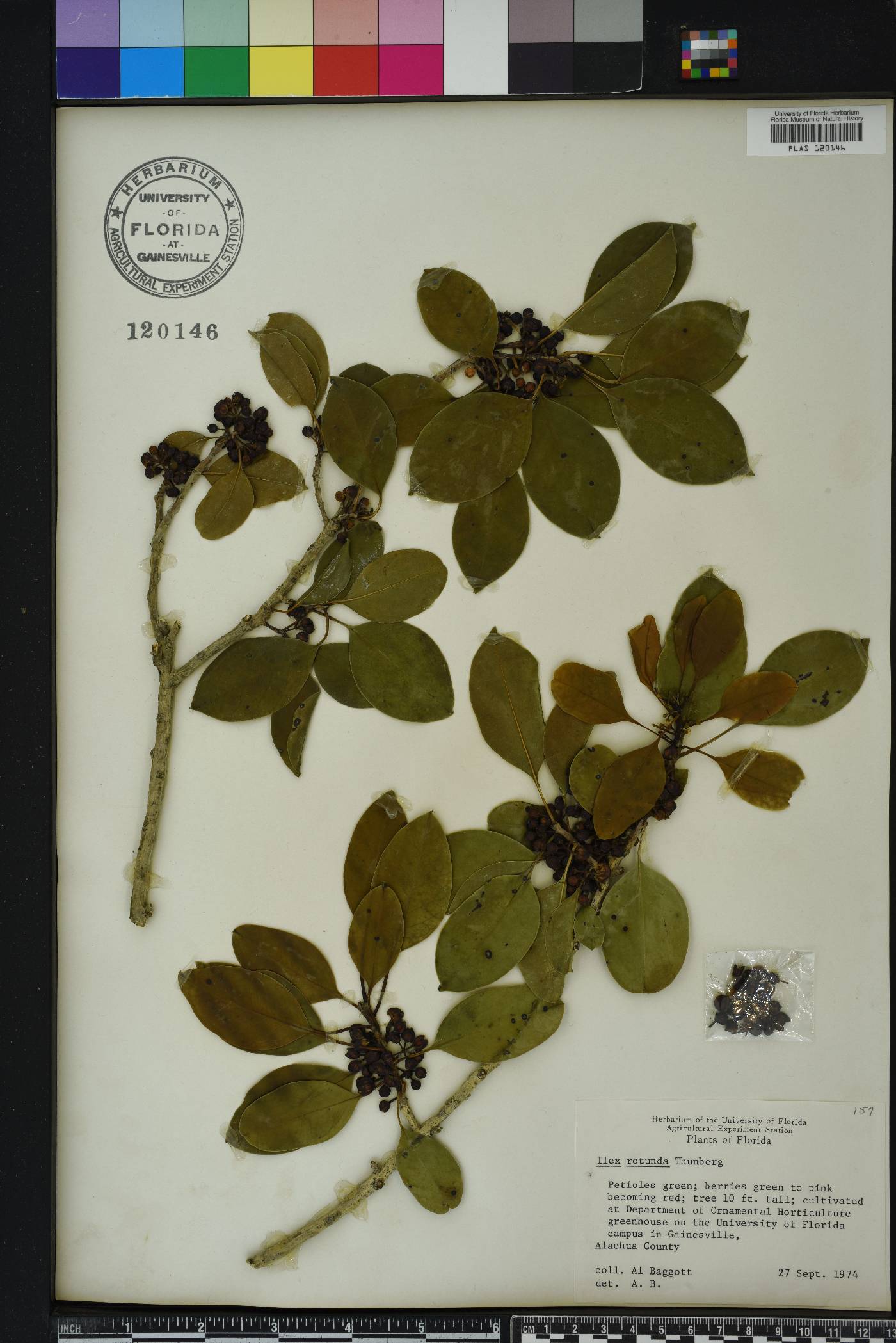 Ilex rotunda image