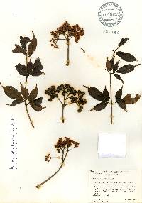 Leea guineensis image