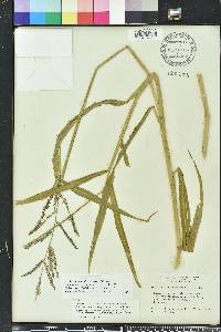 Urochloa mutica image