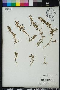 Bacopa monnieri image