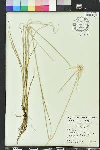 Rhynchospora colorata image