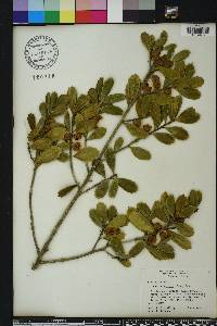 Ilex opaca var. arenicola image