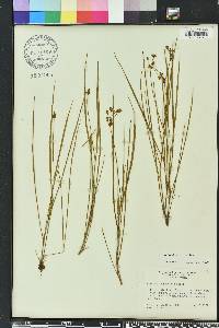 Callisia graminea image