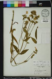 Phlox glaberrima image