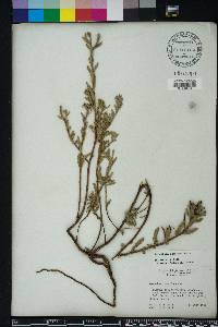 Oenothera humifusa image