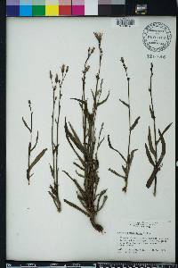 Lactuca graminifolia image