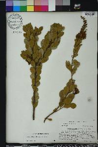 Lyonia fruticosa image