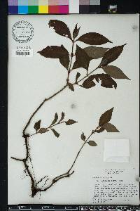 Psychotria nervosa image