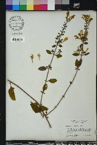 Scutellaria arenicola image