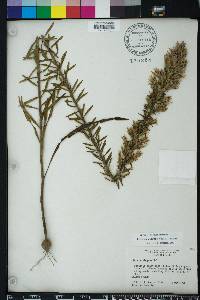 Liatris elegans image