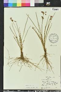 Callisia graminea image