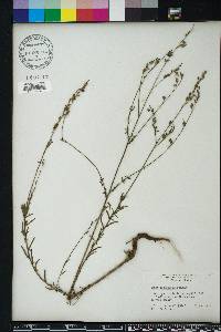 Oenothera simulans image