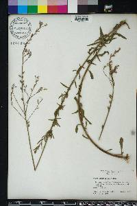 Oenothera simulans image