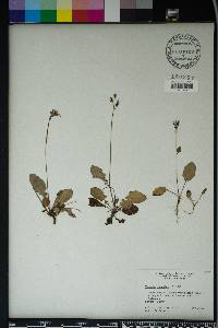 Youngia japonica image