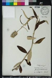 Pterocaulon pycnostachyum image