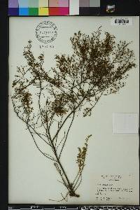 Lechea sessiliflora image