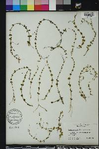 Lindernia grandiflora image