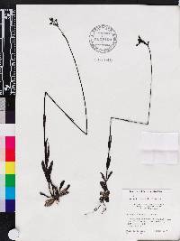 Buchnera floridana image