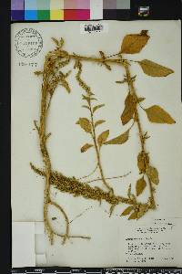 Amaranthus hybridus image