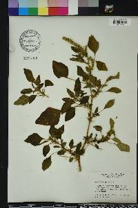 Amaranthus spinosus image