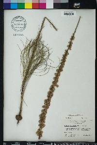 Liatris tenuifolia image