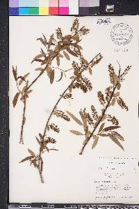 Salix caroliniana image