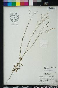 Wahlenbergia marginata image