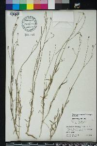 Wahlenbergia marginata image