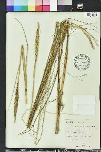 Spartina spartinae image