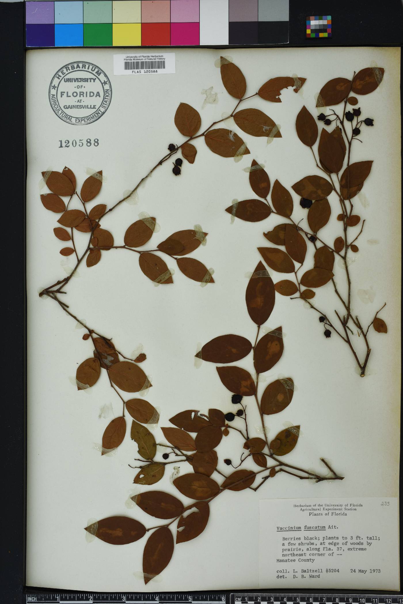 Vaccinium fuscatum image