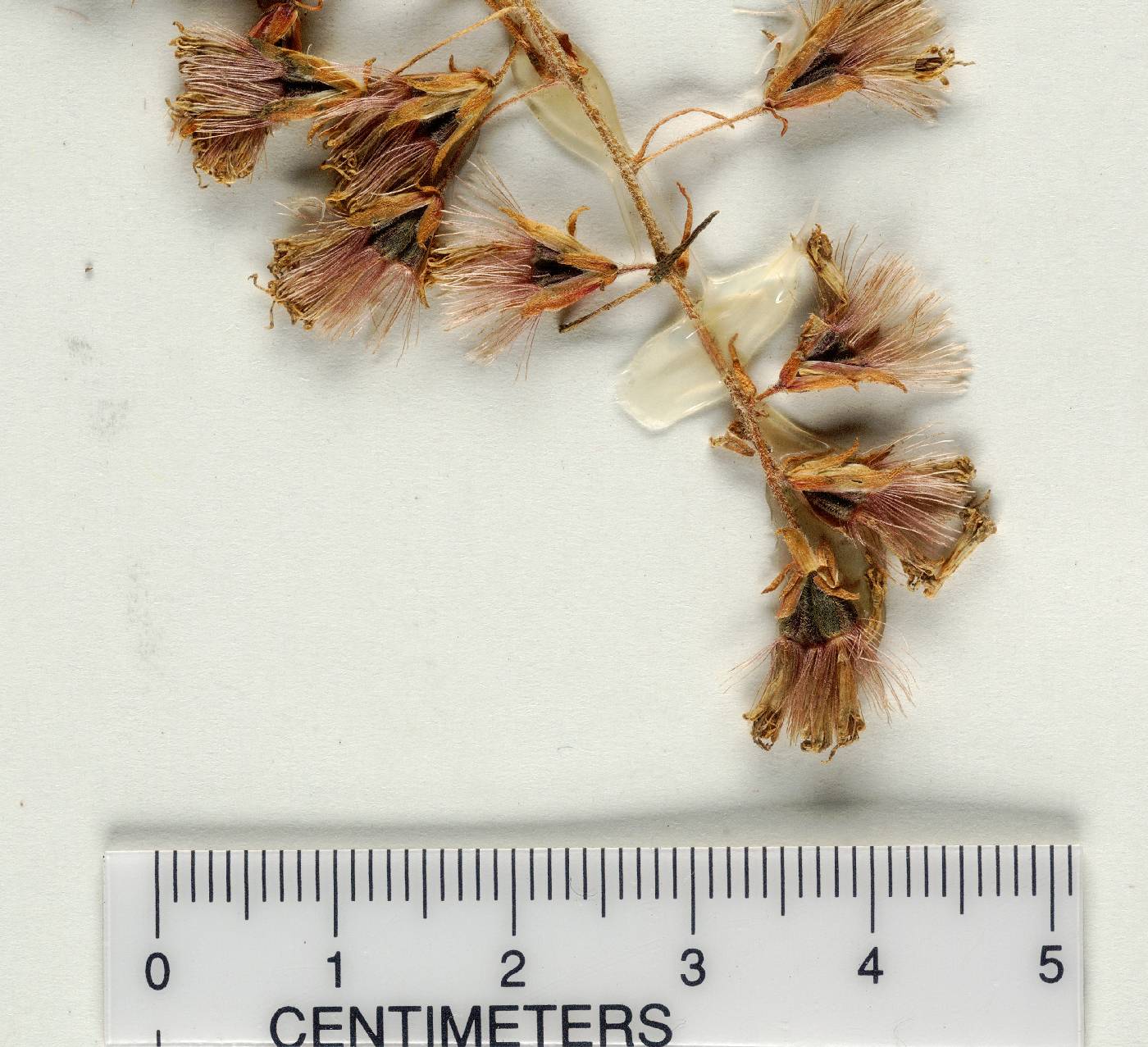 Liatris gholsonii image