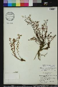 Paronychia baldwinii image