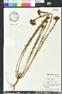 Dalea pinnata image