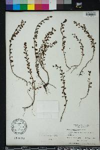 Ludwigia microcarpa image