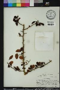 Ximenia americana image