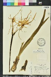 Hymenocallis tridentata image