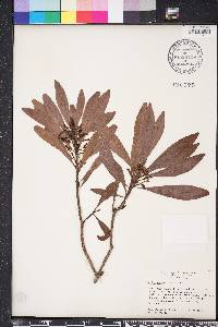 Myrica rubra image