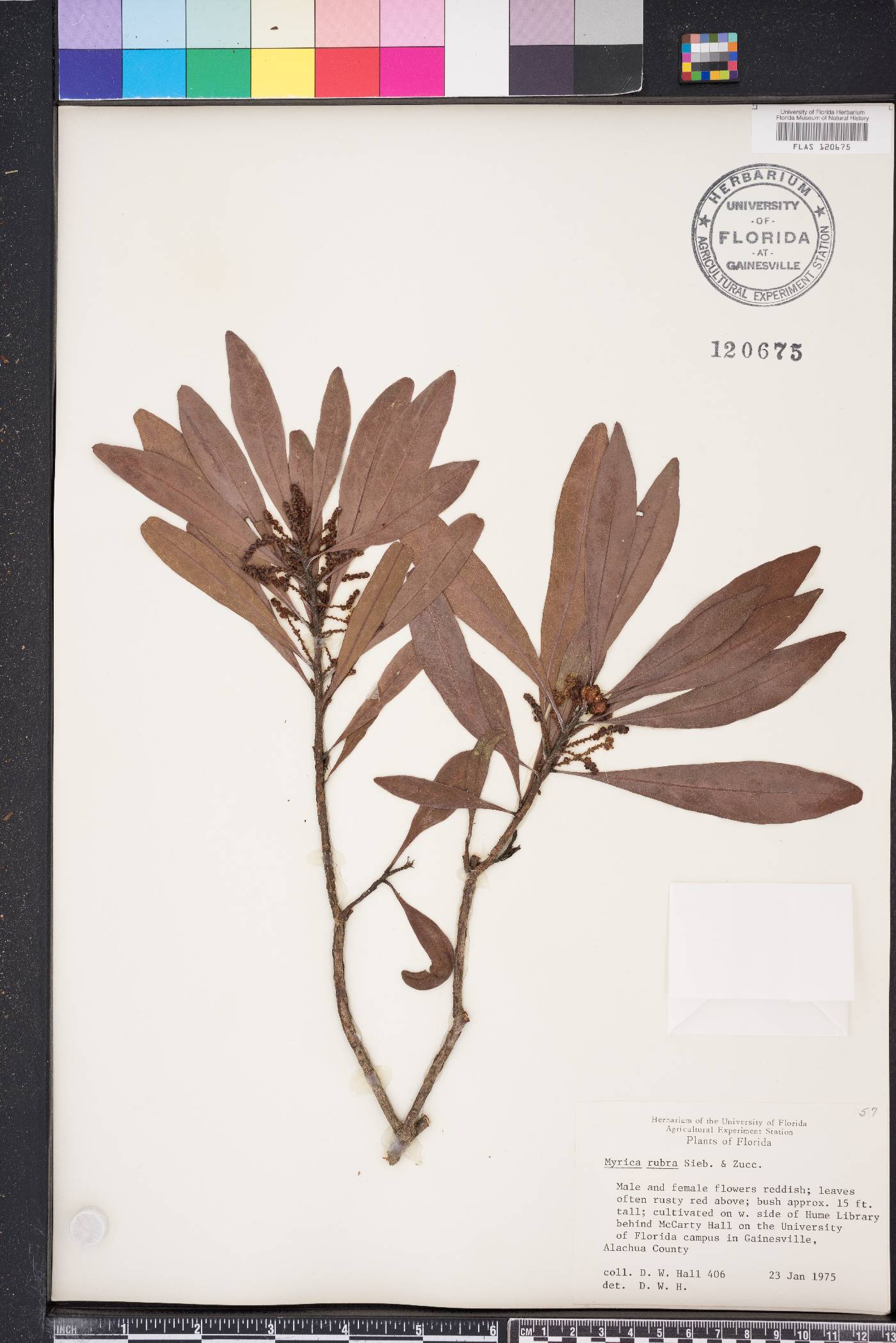 Myrica rubra image