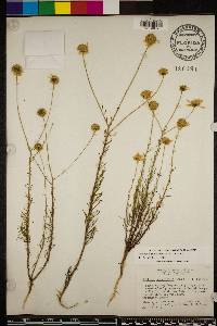 Balduina angustifolia image