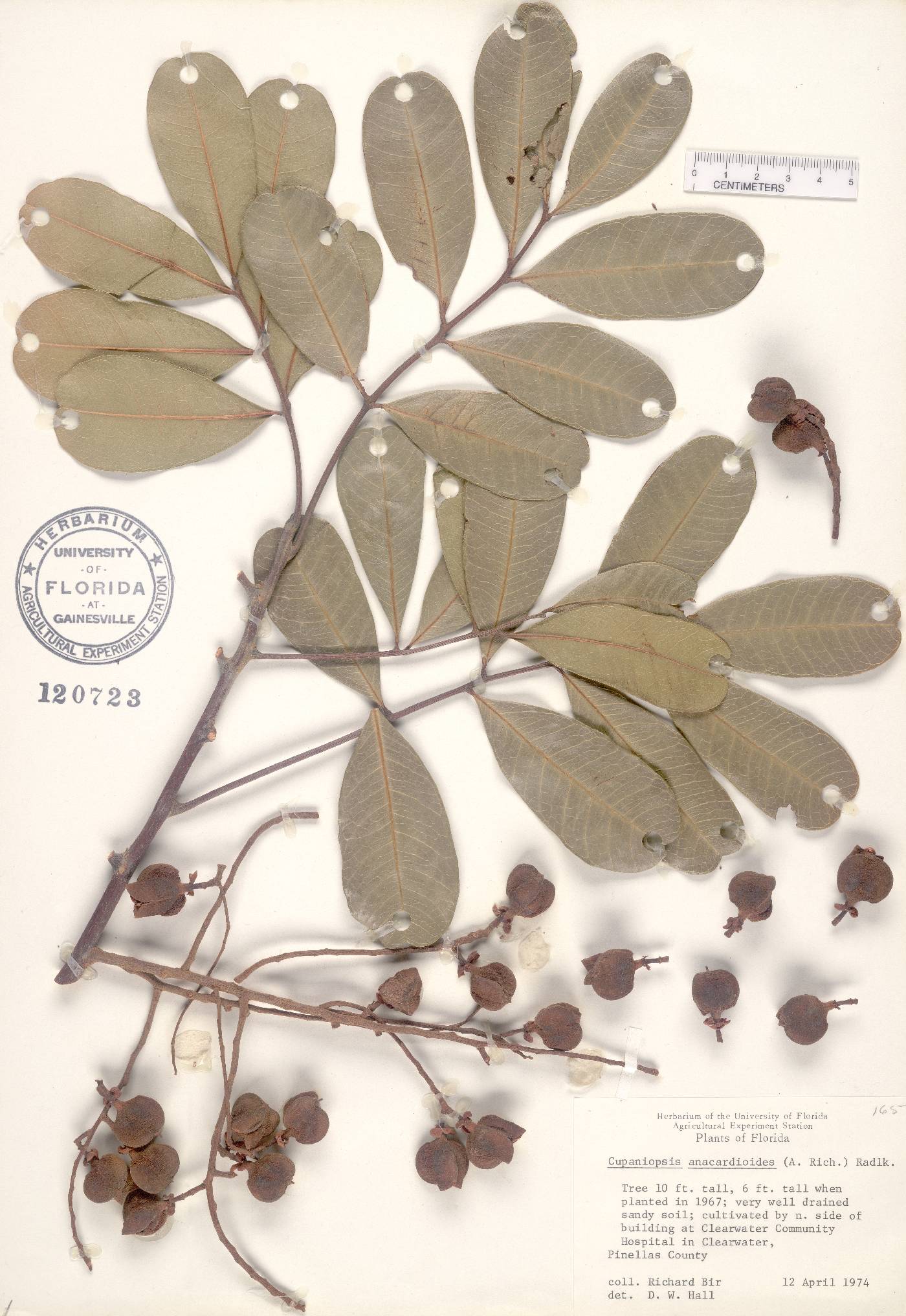 Cupaniopsis anacardioides image