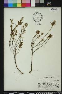 Crocanthemum corymbosum image