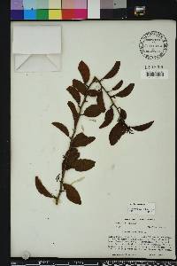 Ximenia americana image