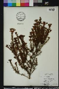 Hypericum fasciculatum image