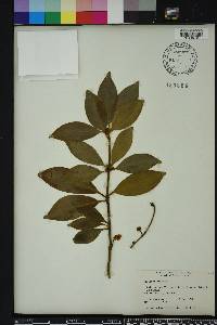 Illicium anisatum image