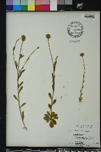 Polygala lutea image