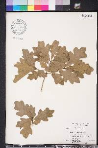 Quercus margarettae image